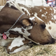 Illustration for article titled Cows at the Fair - Im Famous and Exhausted
